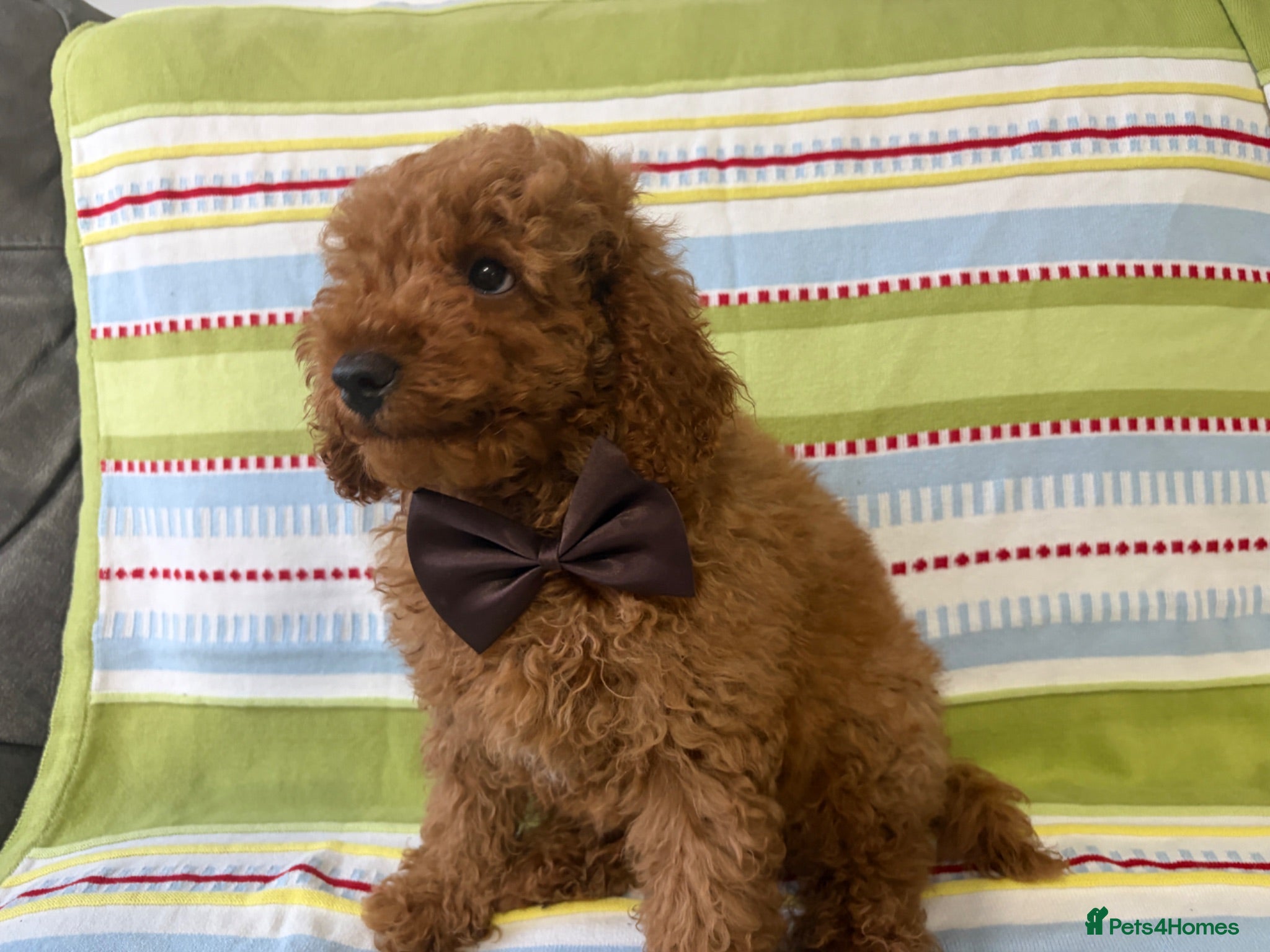 Toy Poodle dogs BOY LEFT!!!KC REGISTERED toy poodle puppies - Advert 1