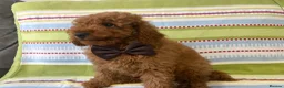 Toy Poodle dogs for sale: BOY LEFT!!!KC REGISTERED toy poodle puppies - Advert 1
