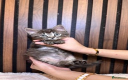 Ragdoll cats for sale: 🌙 Grey Ghost Kittens🎃 – Ragdoll × Tabby 🐾 - Image 32