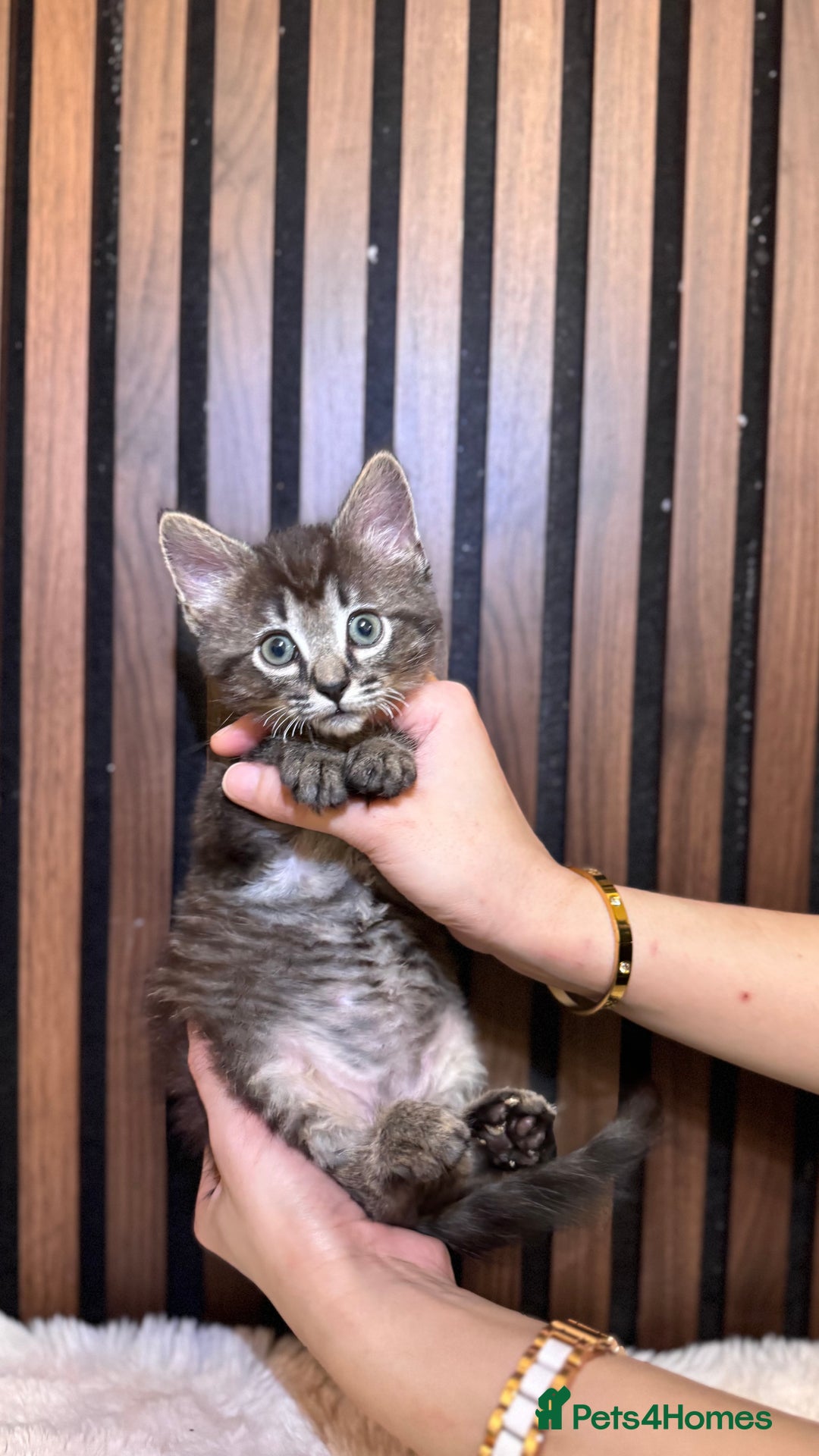 Ragdoll cats for sale: 🌙 Grey Ghost Kittens🎃 – Ragdoll × Tabby 🐾 - Image 32
