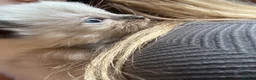 Ragdoll cats for sale: Ragdoll kittens  - Advert 20
