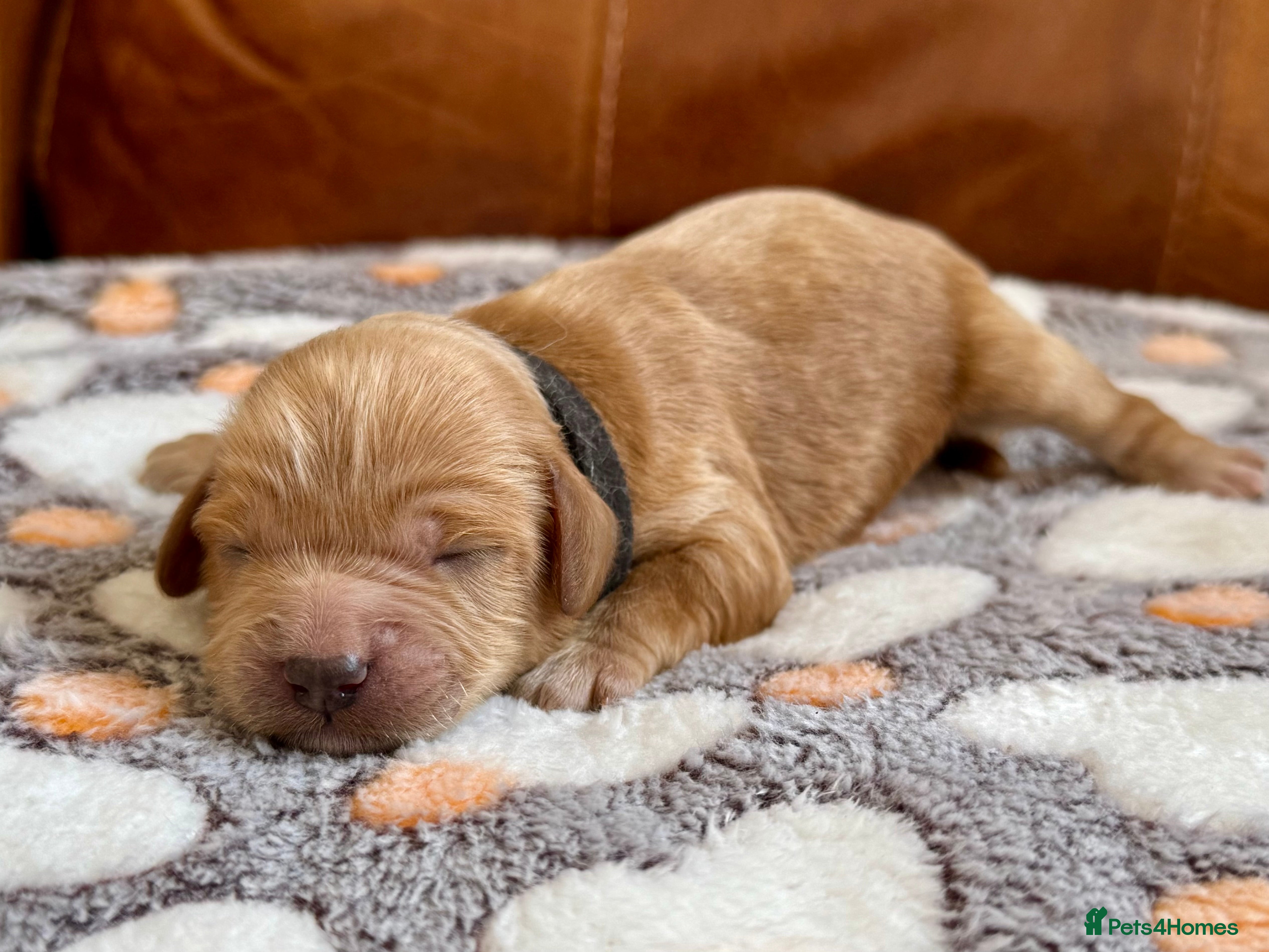 Cavapoo dogs 🐾 F1b male cavapoo 🐾 - Advert 2