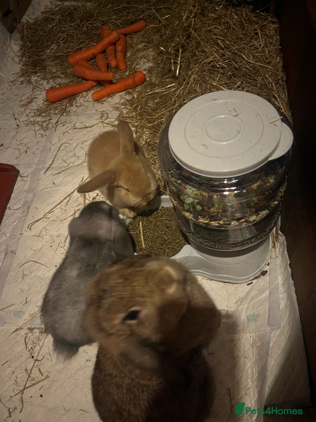 French Lop rabbits for sale: Bunny - Advert 5