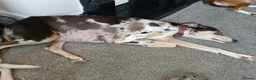 Mixed Breed dogs for sale: Lurcher pups - Advert 1