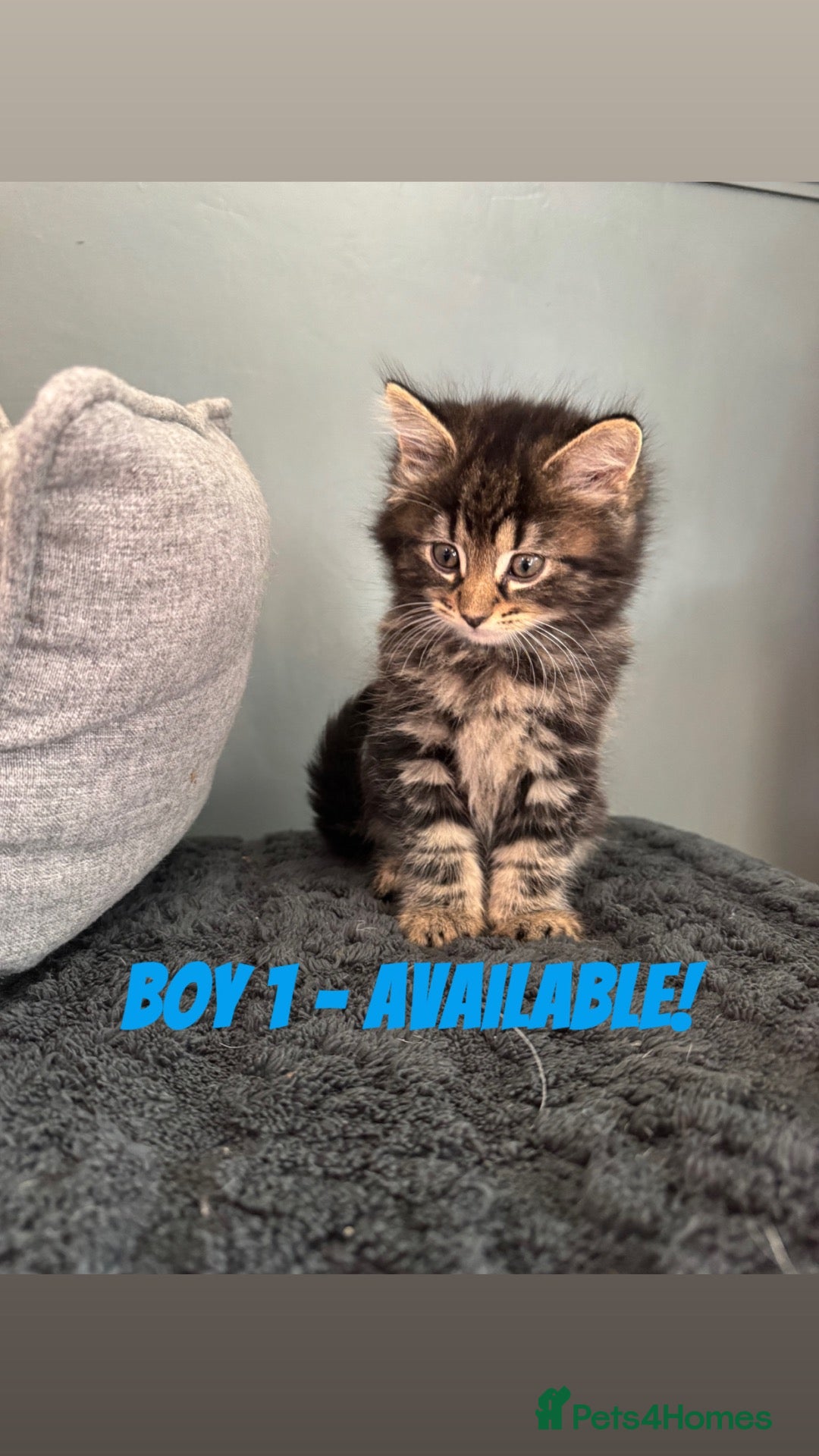 Mixed Breed cats BEAUTIFUL KITTENS READY NOW!!! - Advert 1