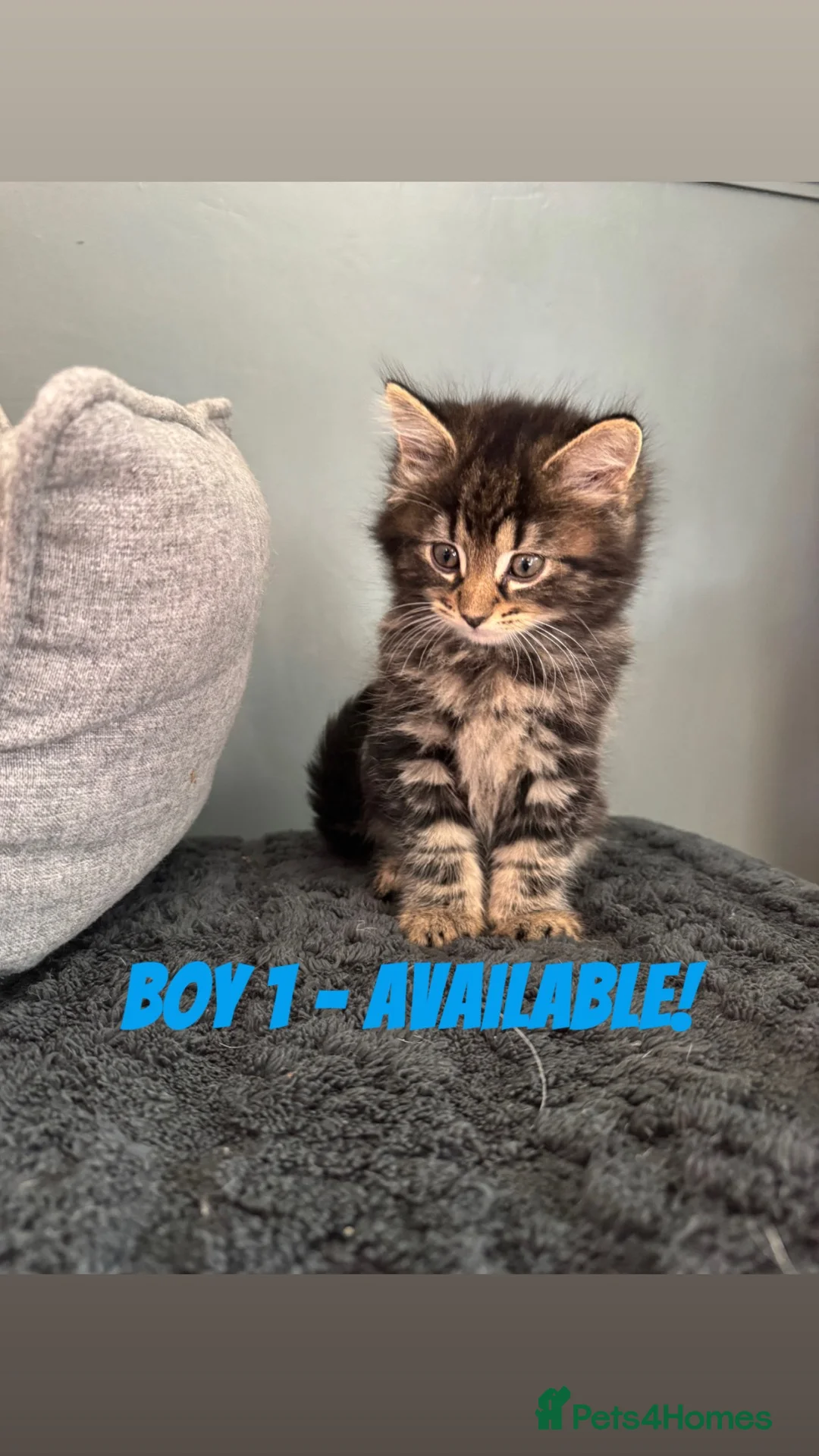 Mixed Breed cats for sale: BEAUTIFUL KITTENS READY NOW!!! - Advert 1