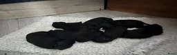 Patterdale Terrier dogs for sale: Stunning spooktacular Patterdale puppies  - Advert 11