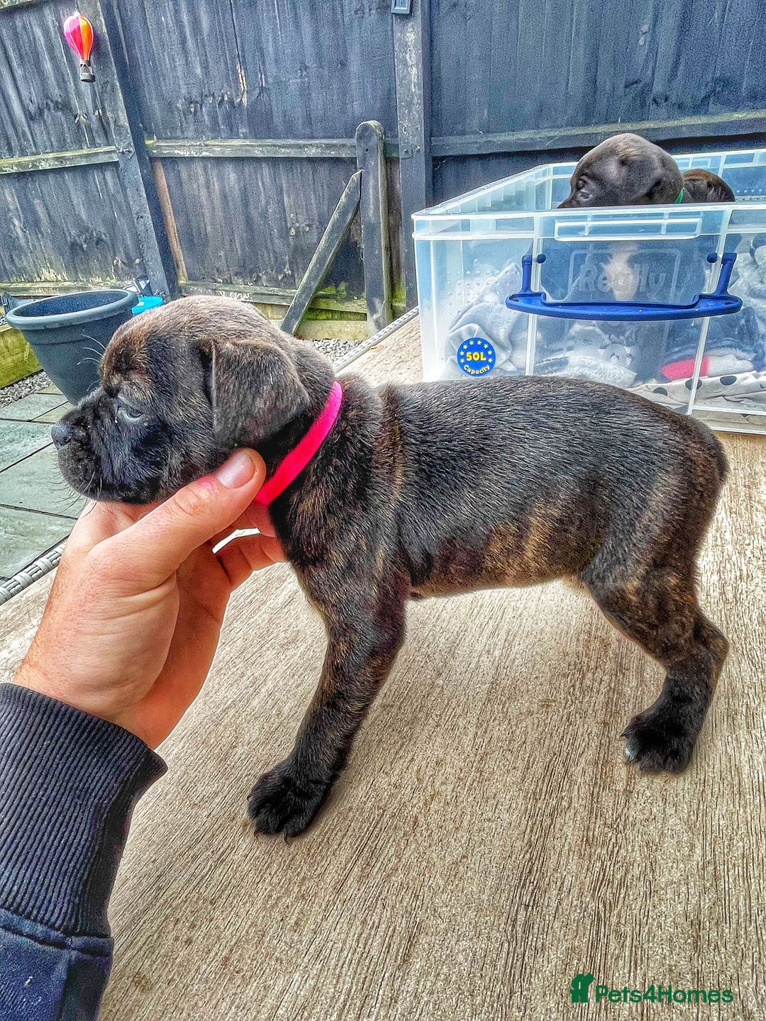 Staffordshire Bull Terrier dogs for sale: Staffordshire bull terrier puppies - Advert 12