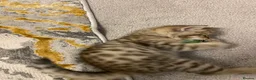 British Shorthair cats for sale: British shorthairs kittens  - Advert 16