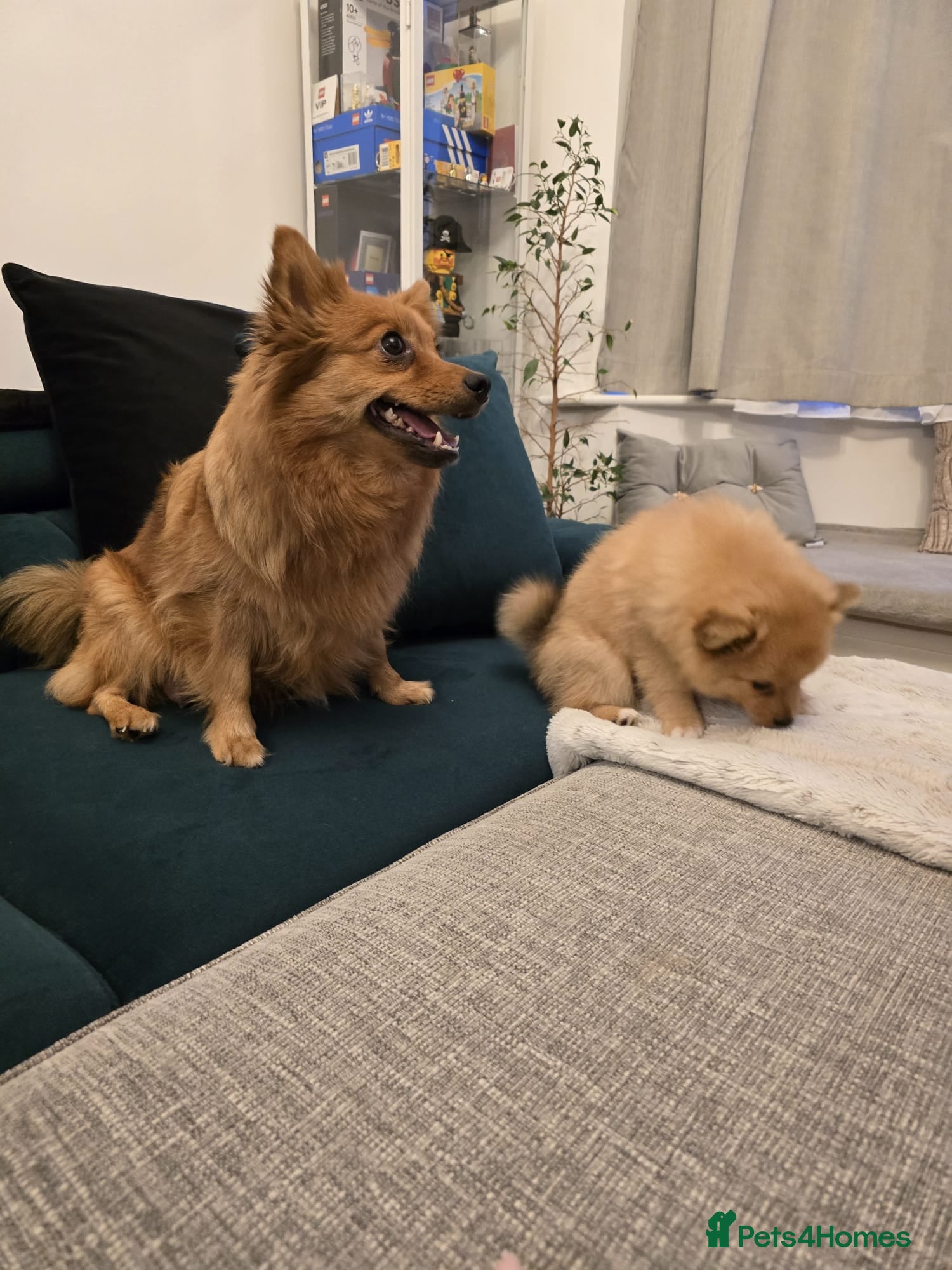 Pomeranian dogs Pomeranian Fox face - Advert 1