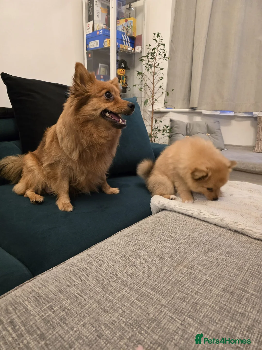 Pomeranian dogs for sale: Pomeranian Fox face - Advert 1