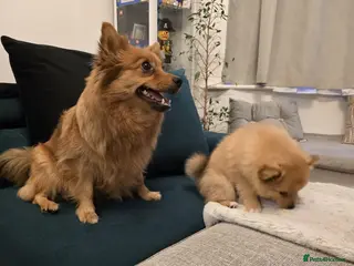 Pomeranian dogs Pomeranian Fox face - Advert 1