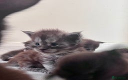 Maine Coon cats for sale: Reserve your dream kitten now - Image 15