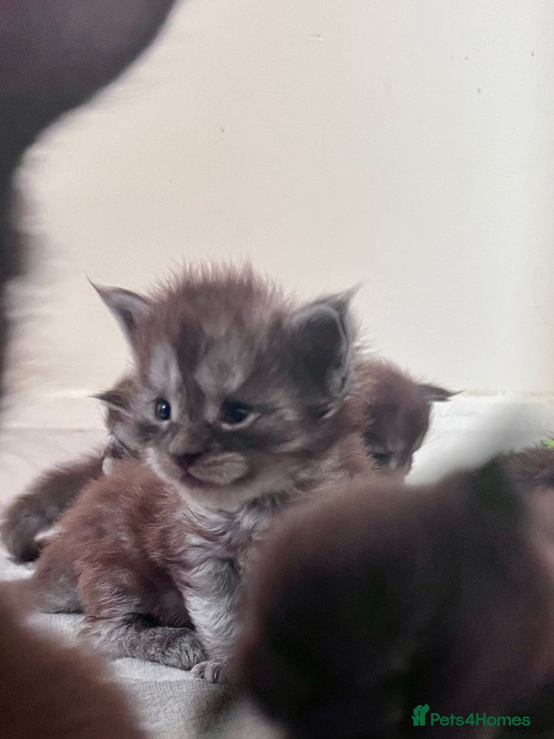 Maine Coon cats for sale: Reserve your dream kitten now - Image 15