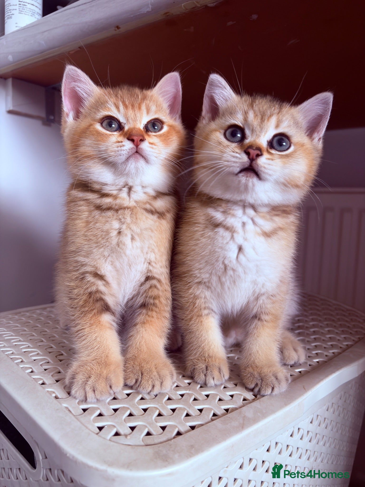 British Shorthair cats Ready Now /GCCF Golden BSH Kittens  - Advert 1