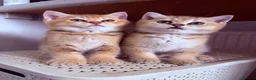 British Shorthair cats for sale: GCCF Registered Golden BSH Kittens | ny12 & by12 - Advert 16