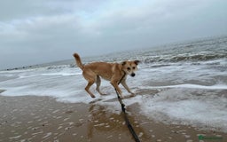 Mixed Breed dogs for adoption: Cristina - Norwich Norfolk  - Image 30