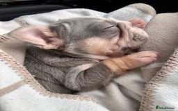 French Bulldog dogs for sale: Chunky little lilac and tan boy available  - Image 5