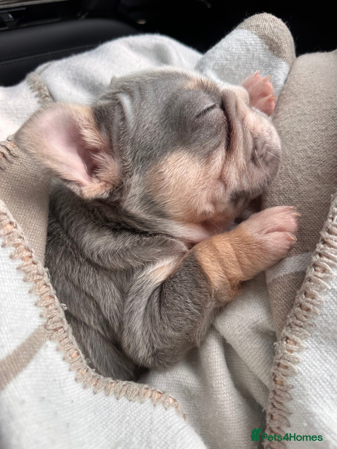 French Bulldog dogs for sale: Chunky little lilac and tan boy available  - Image 5