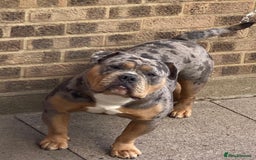 Olde English Bulldogge dogs for stud: Dobby blue merle - Image 5