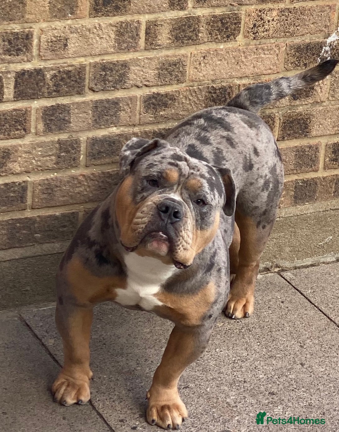 Olde English Bulldogge dogs for stud: Dobby blue merle - Image 5