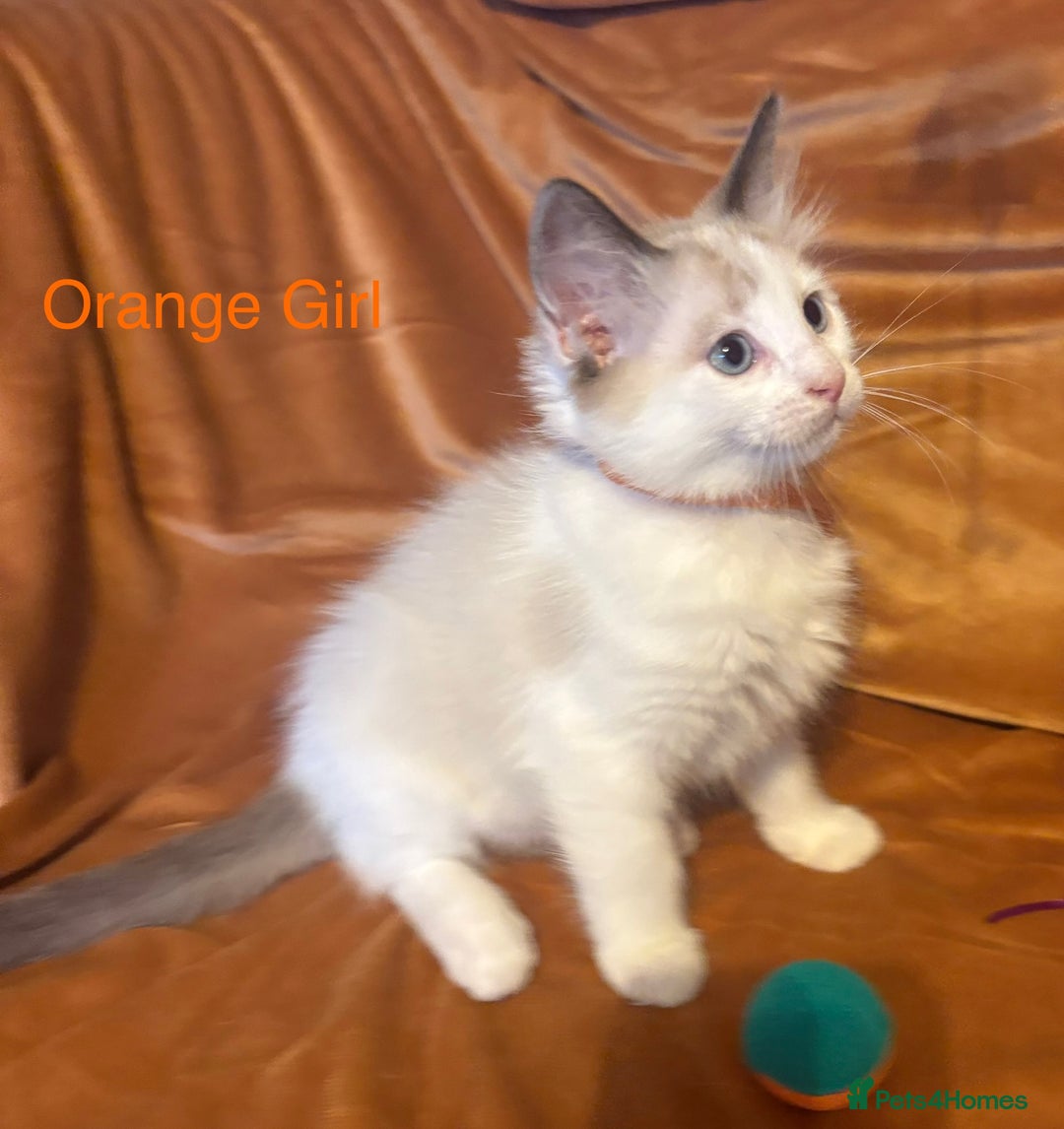 Ragdoll cats for sale: Adorable pure Ragdoll kittens boys and girls - Image 32