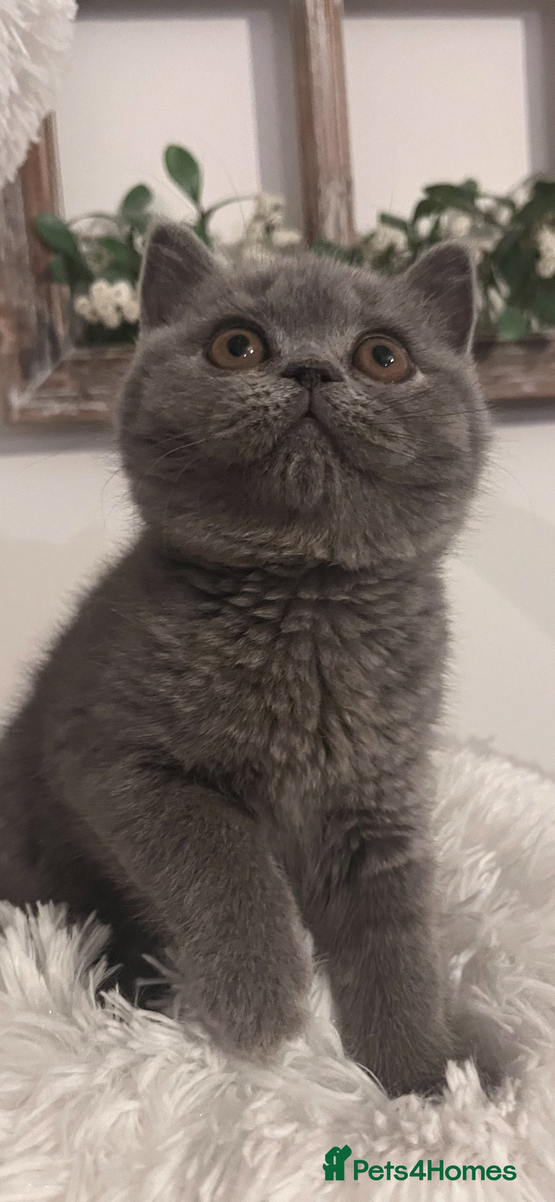 British Shorthair cats for sale: British shorthair kittens  - Advert 4