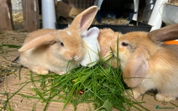 Dwarf Lop rabbits for sale: Dwarf lops looking for forever homes Ready Now 🐰 - Advert 16