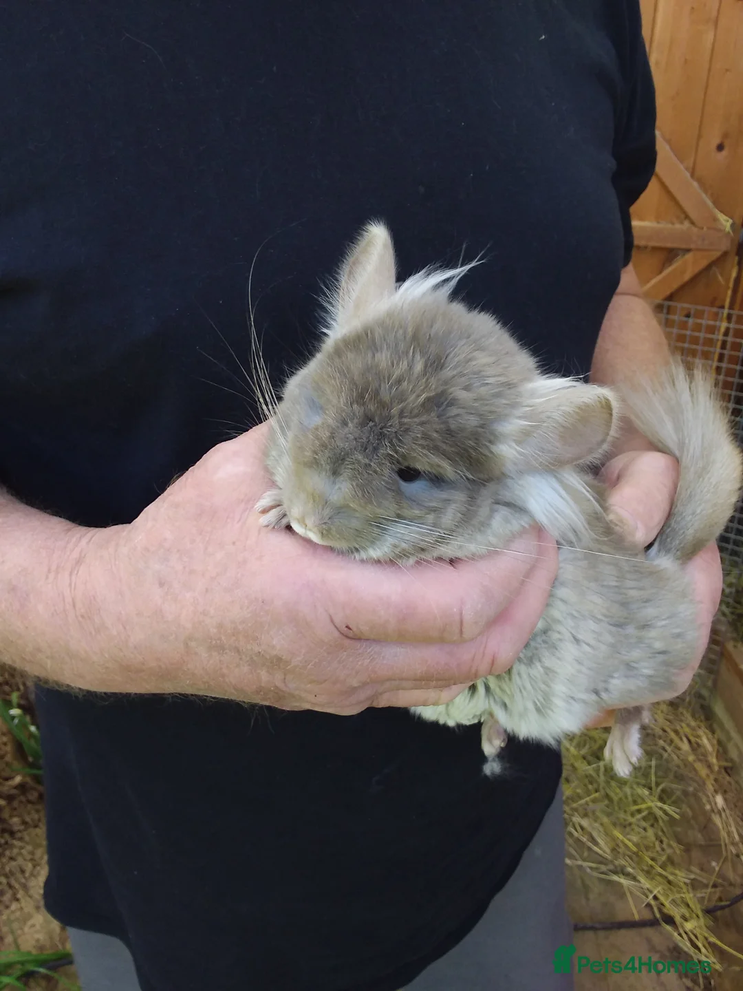 Chinchilla rodents for sale: Tan RPA - Advert 1