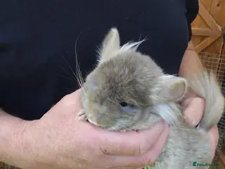 Chinchilla rodents Tan RPA - Advert 3
