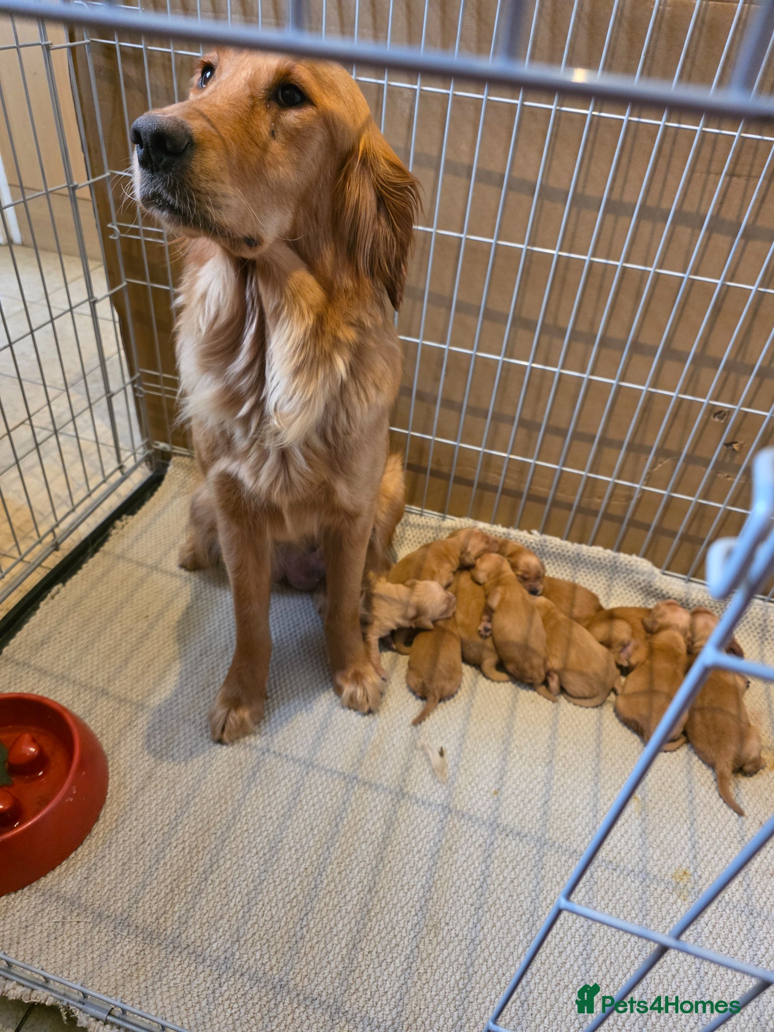 Golden Retriever dogs Kc registered dark red pups - Advert 2