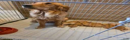 Golden Retriever dogs for sale: Kc registered dark red pups - Advert 1