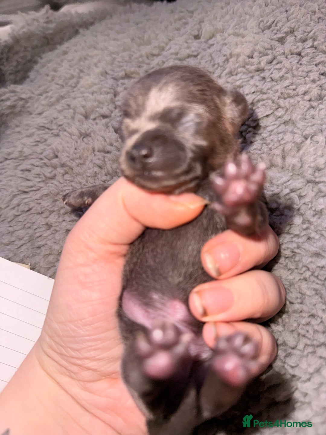 Chihuahua dogs for sale: Lilac & Blue Chihuahuas – Gorgeous Little Pups - Advert 5