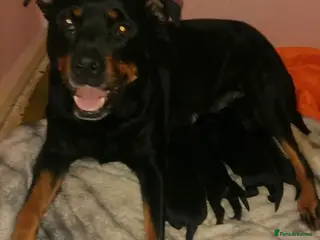 Mixed Breed dogs Rottsky puppies for sale - Advert 1