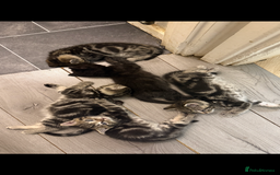 British Shorthair cats for sale: 5 gorgeous tabby kittens  - Image 6