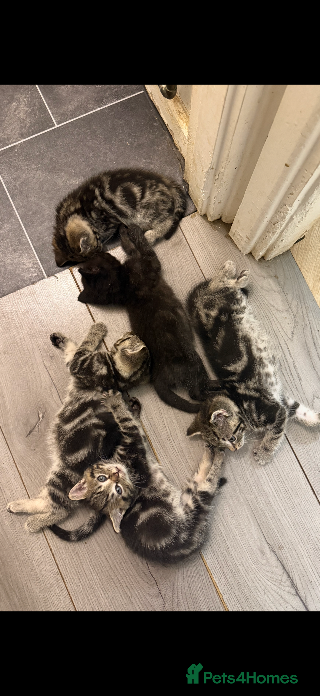British Shorthair cats for sale: 5 gorgeous tabby kittens  - Image 6