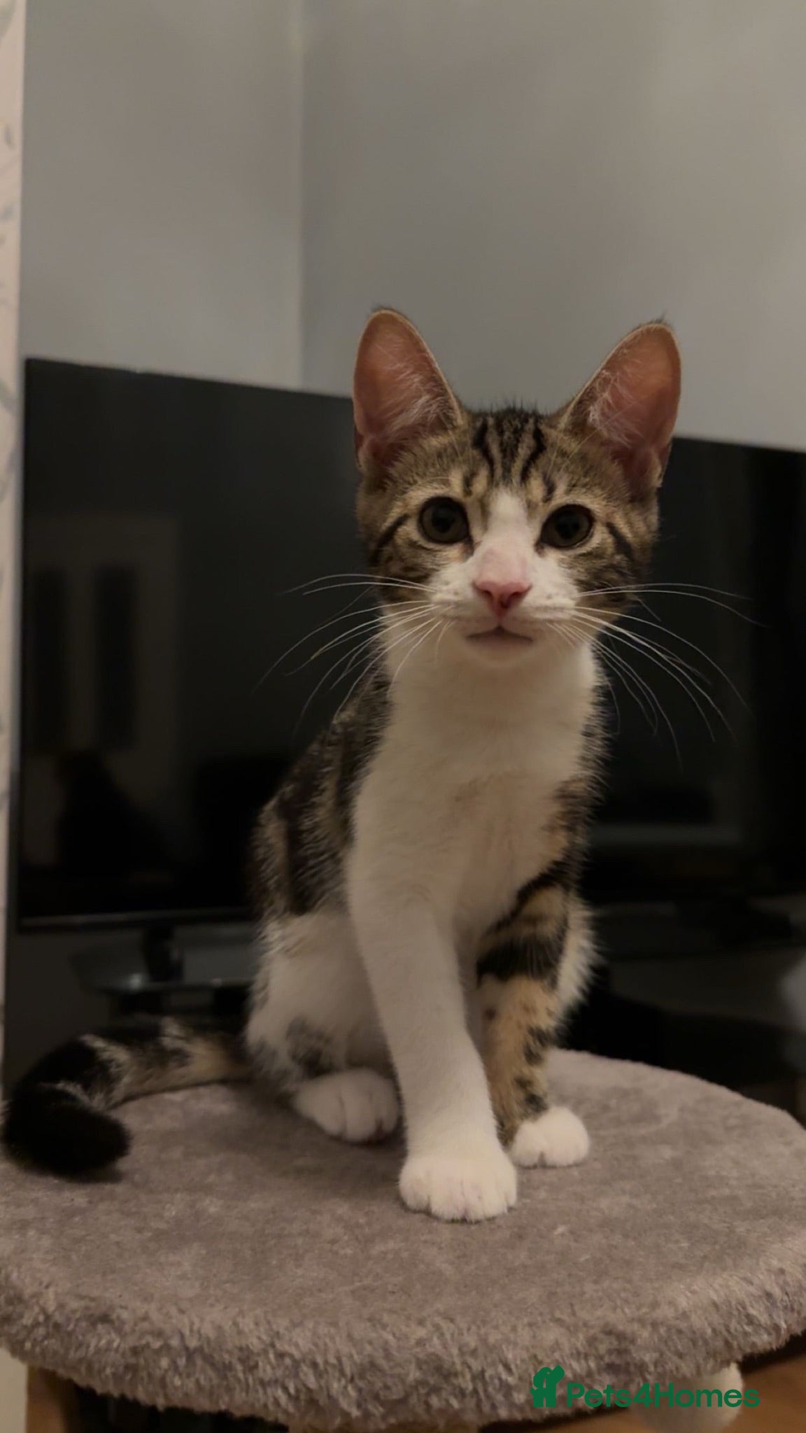 Mixed Breed cats Beautiful tabby cat looking for a forever home - Advert 1