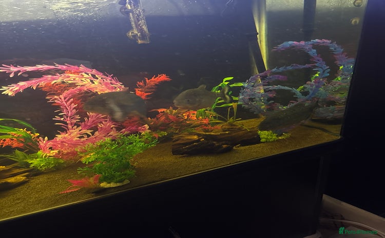 Piranhas fish URGENT, FREE - Advert 3