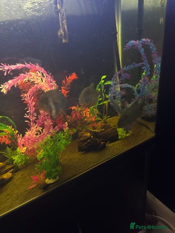 Piranhas fish URGENT, FREE - Advert 1