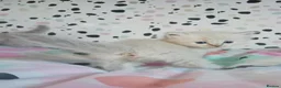 Ragdoll cats for sale: Pedigree Ragdoll kittens ready now  - Advert 10