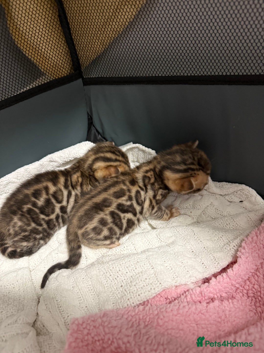 Bengal cats for sale: Pure Bengal Female kittens - Advert 3