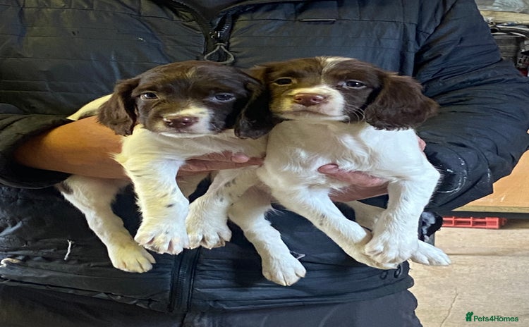 English Springer Spaniel dogs - Advert 1
