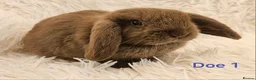 Mini Lop rabbits for sale: READY TO COLLECT from the 20th March 2026 - Advert 1