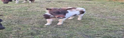Shetland pony horses for sale: Miniature Shetlands looking for new homes - Advert 4