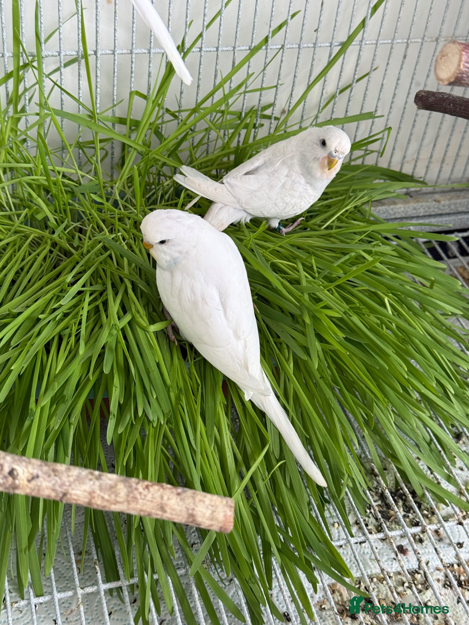 Budgerigars birds Young Budgies - Advert 19