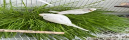 Budgerigars birds for sale: Young Budgies - Advert 1