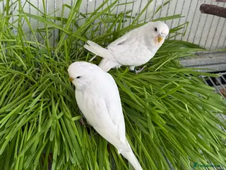 Budgerigars birds Young Budgies - Advert 19