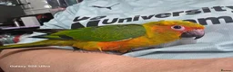 Conures birds for sale: 10 Week old silly tame male Sun Conure, ready  - Advert 1