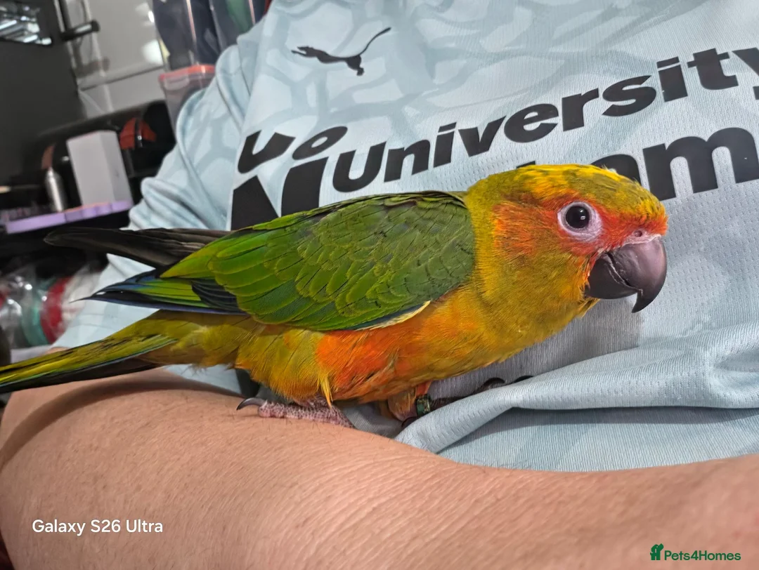 Conures birds for sale: 10 Week old silly tame male Sun Conure, ready  - Advert 1