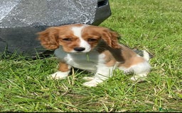 Cavalier King Charles Spaniel dogs for sale: Cavalier King Charles Puppies  - Image 5